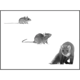 Rasterivač miševa i pacova ultazvučni do 30m2 Swissino Solutions