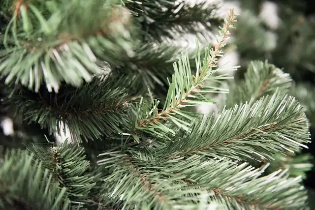 Novogodišnja jelka Aljaska 220 cm