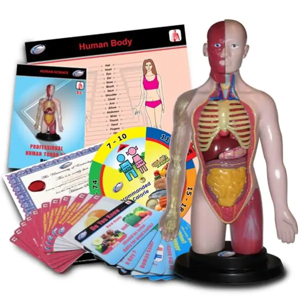 Anatomski model torza Eastcolight