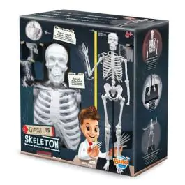 Model ljudskog skeleta sa postoljem Buki  Skelet 104919 BUKI