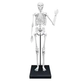 Model ljudskog skeleta sa postoljem Buki  Skelet 104919 BUKI